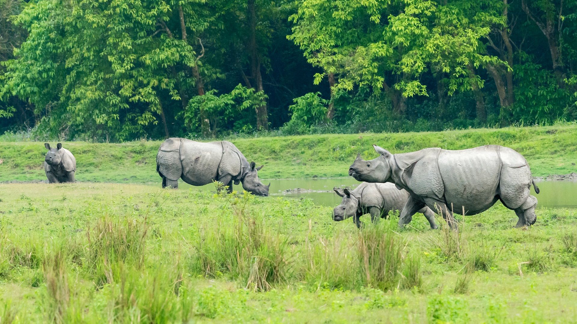 Scenic view of Majestic Assam